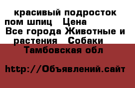 красивый подросток пом шпиц › Цена ­ 30 000 - Все города Животные и растения » Собаки   . Тамбовская обл.